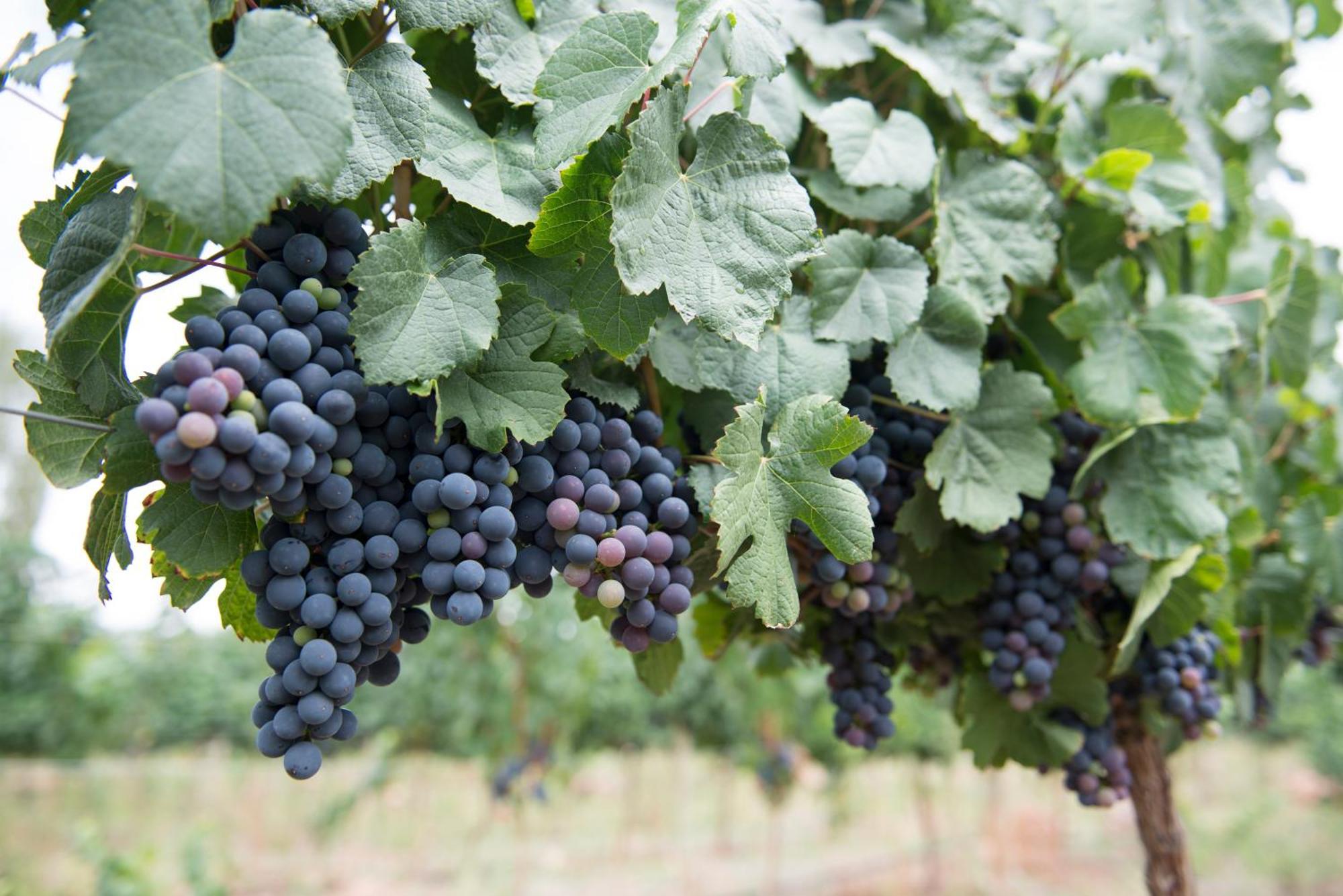 Hospedaje Finca La Encantada Seclantas Luaran gambar