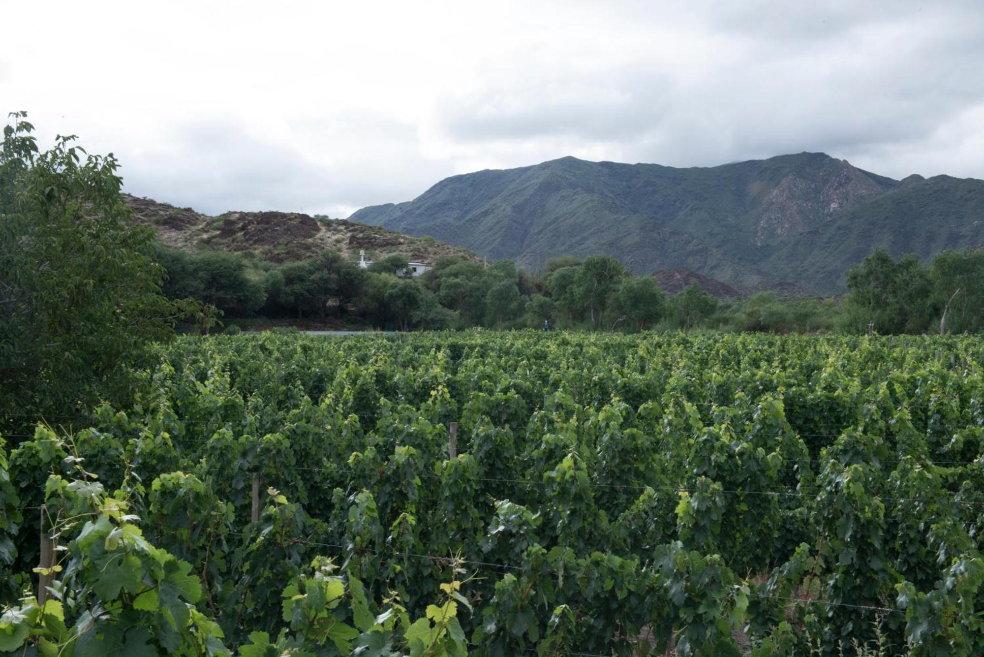 Hospedaje Finca La Encantada Seclantas Luaran gambar